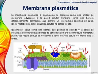 Componentes celulares de la célula vegetal
Membrana plasmática
La membrana plasmática o plasmalema se presenta como una un...