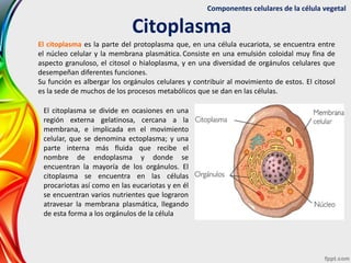 Componentes celulares de la célula vegetal
Citoplasma
El citoplasma es la parte del protoplasma que, en una célula eucario...