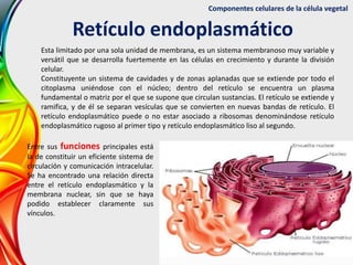Componentes celulares de la célula vegetal
Retículo endoplasmático
Esta limitado por una sola unidad de membrana, es un si...