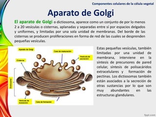 Componentes celulares de la célula vegetal
Aparato de Golgi
El aparato de Golgi o dictiosoma, aparece como un conjunto de ...