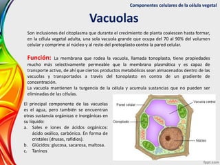 Componentes celulares de la célula vegetal
Vacuolas
Son inclusiones del citoplasma que durante el crecimiento de planta co...