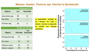 Malezas Anuales: Factores que Afectan la Germinación
Germinación (%)
Especie Luz Oscuridad
Amaranthus spp 98 14
Poa annua 89 1
Portulaca spp 28 2
Perdida por año (%)
Especie Cultivado
No
Oscuridad
Chenopodium spp 31 9
Poa annua 26 22
Stellaria media 54 32
Senecio vulgaris >90 45
Malezas Anuales: Factores que A
0.0
2.0
4.0
Abutilon
(semilla grande)
0.0
3.0
6.0
Chenopodium
(Semilla pequeña)
0 2 4 6 8
Profundidad de la semilla (cm)
0.0
4.0
8.0
Amaranthus
(Semilla pequeña)
Proporción
de
emergencia
(%
del
banco
de
semilla)
Esp
Am
Poa
Por
Esp
Che
Poa
Ste
Sen
La profundidad, cantidad de
luz, labranza del suelo y
latencia, afectan la proporción
de semillas que emergen
anualmente
 