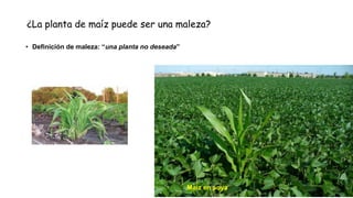 ¿La planta de maíz puede ser una maleza?
• Definición de maleza: “una planta no deseada”
Maíz en soya
 