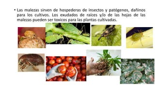 • Las malezas sirven de hospederas de insectos y patógenos, dañinos
para los cultivos. Los exudados de raíces y/o de las hojas de las
malezas pueden ser toxicos para las plantas cultivadas.
 