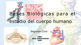 Segundo Ciclo
Bases Biológicas para el
estudio del cuerpo humano
UBBJ
SEDE ZINACATEPEC
2024
2024
 