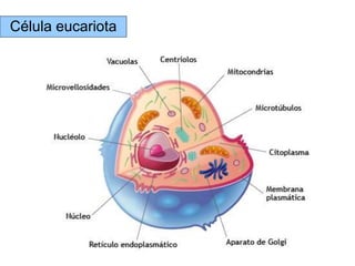 Célula eucariota
 