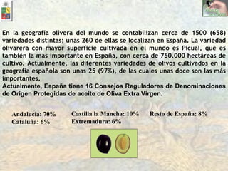En la geografía olivera del mundo se contabilizan cerca de 1500 (658) variedades distintas; unas 260 de ellas se localizan en España. La variedad olivarera con mayor superficie cultivada en el mundo es Picual, que es también la mas importante en España, con cerca de 750.000 hectáreas de cultivo. Actualmente, las diferentes variedades de olivos cultivados en la geografía española son unas 25 (97%), de las cuales unas doce son las más importantes. Actualmente, España tiene 16 Consejos Reguladores de Denominaciones de Origen Protegidas de aceite de Oliva Extra Virgen . Andalucía: 70% Cataluña: 6% Castilla la Mancha: 10% Extremadura: 6% Resto de España: 8% Andalucía (80 %) Castilla la Mancha (7%) Extremadura (5%)  Cataluña (3,5%) Resto de España (4,5%)  Andalucía (80 %) Castilla la Mancha (7%) Extremadura (5%)  Cataluña (3,5%) Resto de España (4,5%)  