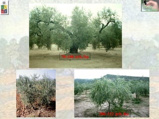 70-100 árb./ha 200-312 árb./ha 