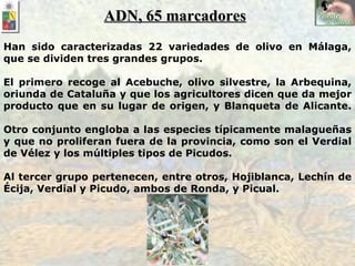ADN, 65 marcadores Han sido caracterizadas 22 variedades de olivo en Málaga, que se dividen tres grandes grupos. El primero recoge al Acebuche, olivo silvestre, la Arbequina, oriunda de Cataluña y que los agricultores dicen que da mejor producto que en su lugar de origen, y Blanqueta de Alicante. Otro conjunto engloba a las especies típicamente malagueñas y que no proliferan fuera de la provincia, como son el Verdial de Vélez y los múltiples tipos de Picudos. Al tercer grupo pertenecen, entre otros, Hojiblanca, Lechín de Écija, Verdial y Picudo, ambos de Ronda, y Picual.   