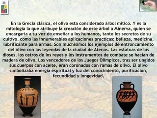 En la Grecia clásica, el olivo esta considerado árbol mítico. Y es la mitología la que atribuye la creación de este árbol a Minerva, quien se encargaría a su vez de enseñar a los humanos, tanto los secretos de su cultivo, como las innumerables aplicaciones practicas: belleza, medicina, lubrificante para armas. Son muchísimos los ejemplos de entroncamiento del olivo con las leyendas de la ciudad de Atenas. Las estatuas de los dioses, los cetros de los reyes y los instrumentos de combate se hacían de madera de olivo. Los vencedores de los Juegos Olímpicos, tras ser ungidos sus cuerpos con aceite, eran coronados con ramas de olivo. El olivo simbolizaba energía espiritual y luz del conocimiento, purificación, fecundidad y longevidad. 