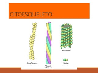 CITOESQUELETO
 