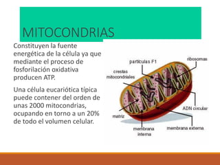 MITOCONDRIAS
Constituyen la fuente
energética de la célula ya que
mediante el proceso de
fosforilación oxidativa
producen ATP.
Una célula eucariótica típica
puede contener del orden de
unas 2000 mitocondrias,
ocupando en torno a un 20%
de todo el volumen celular.
 