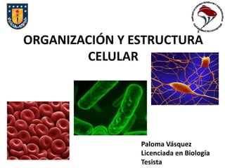 ORGANIZACIÓN Y ESTRUCTURA
CELULAR
Paloma Vásquez
Licenciada en Biología
Tesista
 