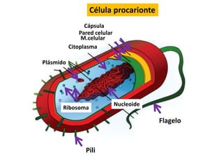 Comparación Célula eucariota y procariota
Diferencias
1. Núcleo- Nucleoide
2. Orgánelos
3. Membrana nuclear
4. Composición...