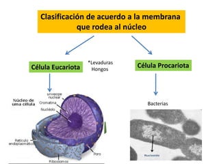 Células Eucariotas
Célula animal Célula vegetal
 