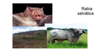 Rabia
selvática
 