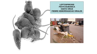 LEPTOSPIROSIS
PESTE BUBONICA
HANTA VIRUS
FIEBRE HEMORRAGICAS VIRALES
 