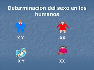 Determinación del sexo en los
humanos
X Y XX
X Y XX
 
