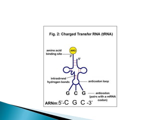 ARNm : 5’- C  G  C  -3’ 