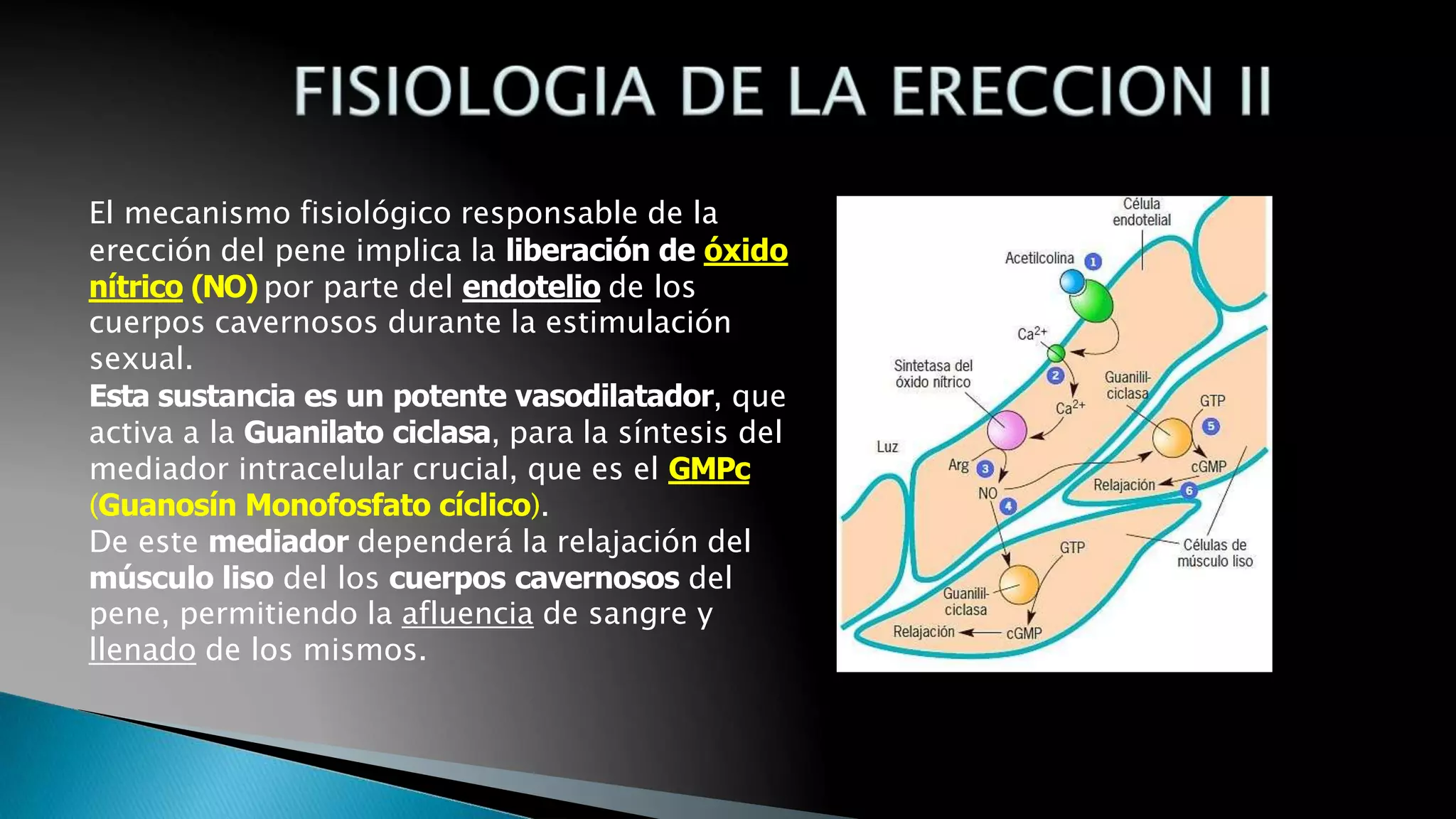 CLASE 1 Morfo Fisiolog a De La Erecci n Tipos De Erecci n clase-1-morfo-fisiolog-a-de-la-erecci-n-tipos-de-erecci-n