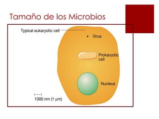 Tamaño de los Microbios
 