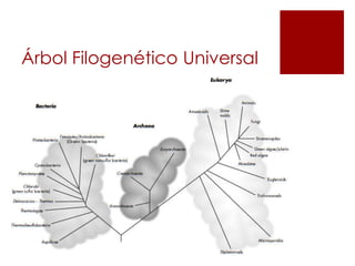 Árbol Filogenético Universal
 