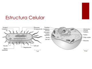 Estructura Celular
 