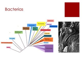 Bacterias
 