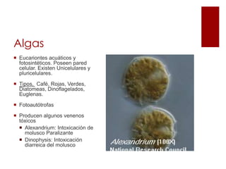 Algas
 Eucariontes acuáticos y
fotosintéticos. Poseen pared
celular. Existen Unicelulares y
pluricelulares.
 Tipos, Café, Rojas, Verdes,
Diatomeas, Dinoflagelados,
Euglenas.
 Fotoautótrofas
 Producen algunos venenos
tóxicos
 Alexandrium: Intoxicación de
molusco Paralizante
 Dinophysis: Intoxicación
diarreica del molusco
 