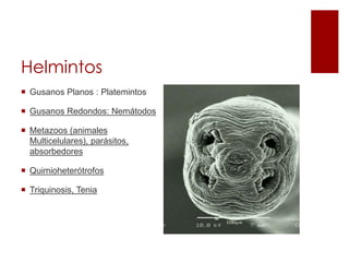 Helmintos
 Gusanos Planos : Platemintos
 Gusanos Redondos: Nemátodos
 Metazoos (animales
Multicelulares), parásitos,
absorbedores
 Quimioheterótrofos
 Triquinosis, Tenia
 