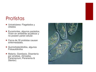 Protistas
 Unicelulares: Flagelados y
ciliados
 Eucariontes, algunos parásitos.
Viven en ambiente acuáticos y
no poseen pared celular.
 Cerca de 30 protistas causan
enfermedades.
 Quimioheterótrofos, algunos
Fotoautótrofos
 Malaria, Giardiasis, Disentería
por amebas, (Amoeba,
Paramecium, Peranema &
Stentor)
 