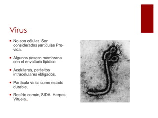 Virus
 No son células. Son
considerados particulas Pro-
vida.
 Algunos poseen membrana
con el envoltorio lipídico
 Acelulares, parásitos
intracelulares obligados.
 Partícula vírica como estado
durable.
 Resfrío común, SIDA, Herpes,
Viruela..
 