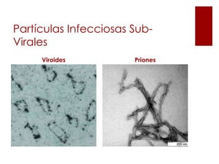 Partículas Infecciosas Sub-
Virales
Viroides Priones
 