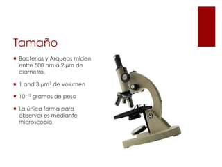 Tamaño
 Bacterias y Arqueas miden
entre 500 nm a 2 μm de
diámetro.
 1 and 3 μm3 de volumen
 10−12 gramos de peso
 La única forma para
observar es mediante
microscopio.
 