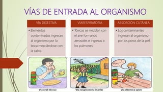 VÍAS DE ENTRADA AL ORGANISMO
VÍA DIGESTIVA
• Elementos
contaminados ingresan
al organismo por la
boca mezclándose con
la saliva.
VÍARESPIRATORIA
• Tóxicos se mezclan con
el aire formando
aerosoles e ingresas a
los pulmones.
ABSORCIÓN CUTÁNEA
• Los contaminantes
ingresan al organismo
por los poros de la piel.
 