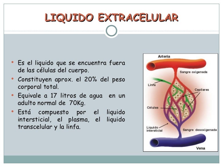 Que crema aumenta la dimensión del miembro