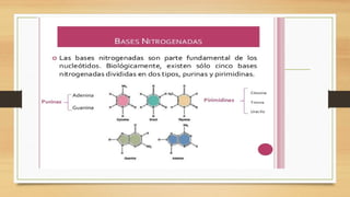 Comprehensive Overview of Nucleic Acids: Structure, Function, and ...