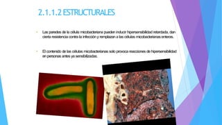 2.1.1.2ESTRUCTURALES
• Las paredes de la célula micobacteriana pueden inducir hipersensibilidad retardada, dan
cierta resistencia contra la infección y remplazana las células micobacterianasenteras.
• El contenido de las células micobacterianas solo provoca reacciones de hipersensibilidad
en personas antes ya sensibilizadas.
 