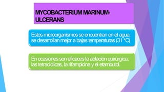 MYCOBACTERIUMMARINUM-
ULCERANS
Estosmicroorganismosseencuentranenel agua,
sedesarrollanmejor abajastemperaturas(31*C)
Enocasionessoneficaceslaablaciónquirúrgica,
lastetraciclicas,larifampicinayel etambutol.
 