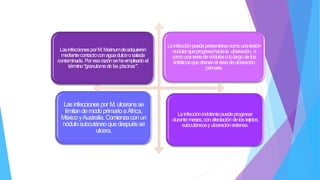 LasinfeccionesporM.Marinumdeadquieren
mediantecontactoconaguadulceosalada
contaminada. Por esarazónsehaempleadoel
término“
granulomadelas piscinas”.
Lainfecciónpuedepresentarsecomounalesión
nodularqueprogresahaciala ulceración, o
comounaseriedenódulosalolargodelos
linfáticosquedrenanel áreadeulceración
primaria.
Lasinfecciones por M. ulceransse
limitandemodoprimarioaÁfrica,
MéxicoyAustralia. Comienzaconun
nódulosubcutáneoquedespuésse
ulcera.
Lainfecciónindolentepuedeprogresar
durantemeses,conafectación delostejidos
subcutáneosyulceraciónextensa.
 