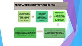 MYCOBACTERIUMFORTUITUM-CHOLENAI
Sonsaprofitosquese
encuentranenel suelo
yel aguaycrecencon
rapidez(tresaseis
días) encultivos,sin
formarpigmento.
Puedenproducir
enfermedades
superficialeso
generalizadasenel
hombresoloenraras
ocasiones.
Estasinfecciones
suelendebersea
introduccióndelas
bacteriasenlostejidos
subcutáneosprofundos
por traumatismosy
iatrogénicamente
Como(insercióndeuncatéterintravenoso,
usodeapósitoscontaminados o
dispositivosprotésicos, comolasválvulas
cardiacas).
Losmicroorganismossonamenudo
resistentesaagentesantimicrobianos,pero
puedenresponder aamikacina, doxiciclina,
cefositina,eritromcinaorifampicina.
 