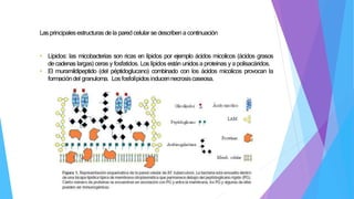 Las principalesestructuras de la pared celular se describen a continuación
• Lípidos: las micobacterias son ricas en lípidos por ejemplo ácidos micolicos (ácidos grasos
de cadenas largas) ceras y fosfatidos. Los lípidos están unidosa proteínas y a polisacáridos.
• El muramildipeptido (del péptidoglucano) combinado con los ácidos micolicos provocan la
formacióndel granuloma. Losfosfolípidosinducennecrosiscaseosa.
 