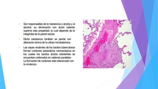 • Son responsables de la resistencia aácidos y al
alcohol, su eliminación con ácido caliente
suprime esta propiedad; la cual depende de la
integridadde la paredcelular.
• Dicha resistencia también se pierde con
alteraciónsónicade la célula micobateriana.
• Las cepas virulentas de los bacilos tuberculosos
forman cordones serpentinos microscópicos en
los cuales los bacilos ácidos resistentes se
encuentran ordenadosen cadenasparalelas.
La formaciónde cordones esta relacionado con
lavirulencia
 
