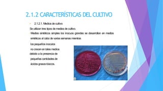 2.1.2 CARACTERÍSTICAS DEL CUL
TIVO
• 2.1.2.1. Mediosdecultivo
Seutilizan tres tipos de medios de cultivo.
•Medios sintéticos simples los inocuos grandes se desarrollan en medios
sintéticos al cabo de varias semanas mientras
lospequeñosinoculos
nocrecenentales medios
debido a la presencia de
pequeñascantidadesde
ácidosgrasostóxicos.
 