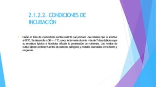 2.1.2.2. CONDICIONES DE
INCUBACIÓN
• Como se trata de una bacteria aerobia estricta que produce una catalasa que se inactiva
a 68°C. Se desarrolla a 36 + - 1°C, crece lentamente durante más de 7 días debido aque
su envoltura lipidica e hidrófoba dificulta la penetración de nutrientes. Los medios de
cultivo deben contener fuentes de carbono, nitrógeno y metales esenciales como hierro y
magnesia.
 