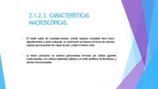 2.1.2.3. CARACTERÍSTICAS
MACROSCÓPICAS.
• El medio solido de Lowestein-Jensen, (medio orgánico completo) lleva huevo
oligoelementos y verde malaquita, su crecimiento se observa en forma de colonias
rugosas que recuerdan las migas de pan y estas no tienen color.
• La lesión productiva se observa granumatosa formada por células gigantes
multinucleadas, con células epiteloides pálidas y un anillo periférico de fibrolastos, y
célulasmononucleadas.
 