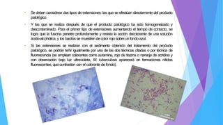 • Se deben considerar dos tipos de extensiones: las que se efectúan directamente del producto
patológico
• Y las que se realiza después de que el producto patológico ha sido homogeneizado y
descontaminado. Para el primer tipo de extensiones aumentando el tiempo de contacto, se
logra que la fuscina penetre profundamente y resista la acción decolorante de una solución
ácido-alcohólica, y los bacilos se muestren de color rojo sobre un fondo azul.
• Si las extensiones se realizan con el sedimento obtenido del tratamiento del producto
patológico, se podrán teñir igualmente por una de las dos técnicas citadas o por técnica de
fluorescencia (se emplean colorantes como auramina, rojo de tiazina o naranja de acridina y
con observación bajo luz ultravioleta, M. tuberculosis aparecerá en formaciones nítidas
fluorescentes, que contrastan con el colorante de fondo).
 
