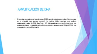 AMPLIFICACIÓN DE DNA
• O reacción en cadena de la polimerasa (PCR) permite establecer un diagnóstico aunque
en el material haya escasa cantidad de bacilos. Utiliza enzimas que realizan
rápidamente copias de RNA ribosómico 16S del organismo, que puede detectarse con
sondas genéticas. La sensibilidad de la prueba se encuentra entre el 75 y el 100%, con
unaespecificidadde95%-100%.
 