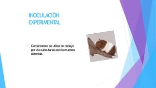 INOCULACIÓN
EXPERIMENT
AL
• Comúnmentese utiliza en cobayo
por vía subcutáneacon la muestra
obtenida.
 