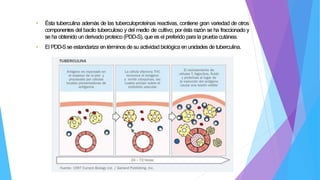 • Ésta tuberculina además de las tuberculoproteínas reactivas, contiene gran variedad de otros
componentes del bacilo tuberculoso y del medio de cultivo; por ésta razón se ha fraccionado y
se ha obtenido un derivado proteico (PDD-S), que es el preferido para la prueba cutánea.
• El PDD-Sse estandariza en términos de su actividad biológica en unidades de tuberculina.
 